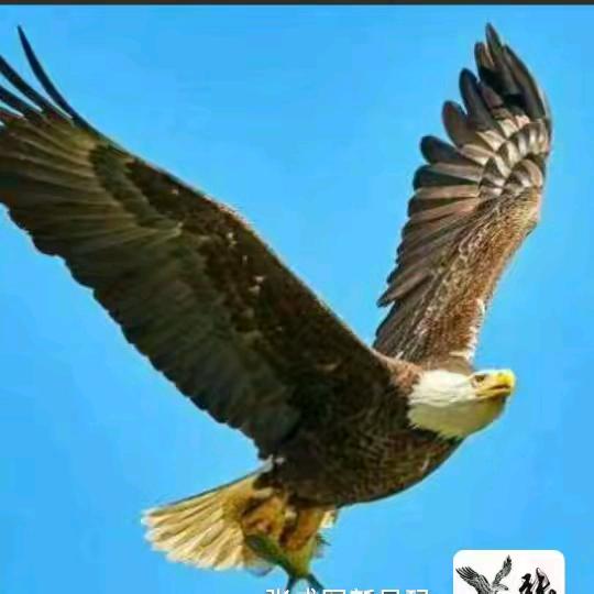 雄鹰