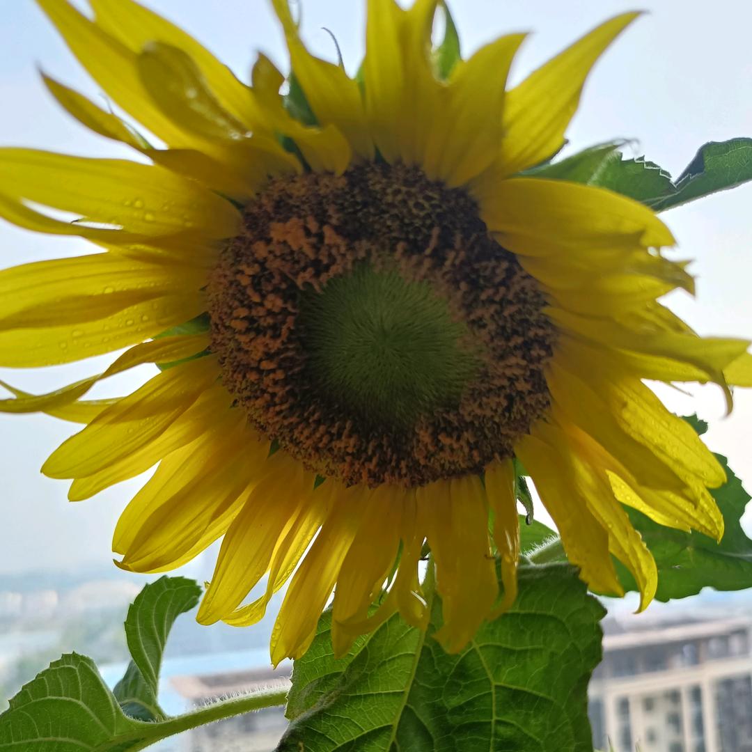 小小豆芽
