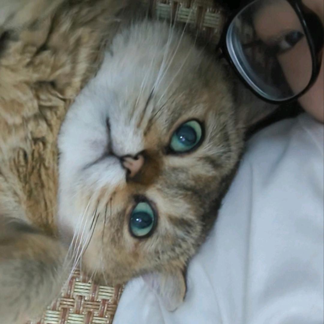 爱睡觉的蓝柒柒