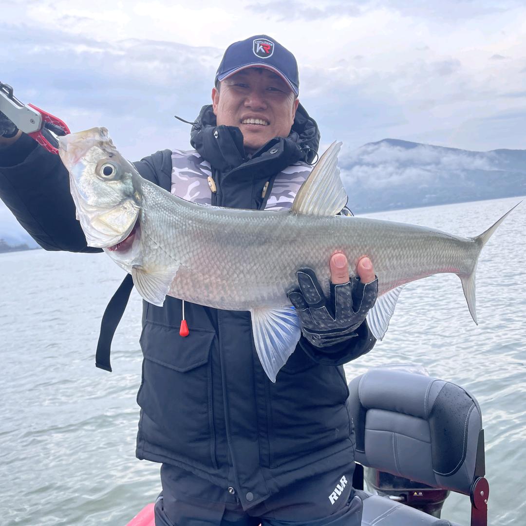 凯霖路亚 鱼知稻