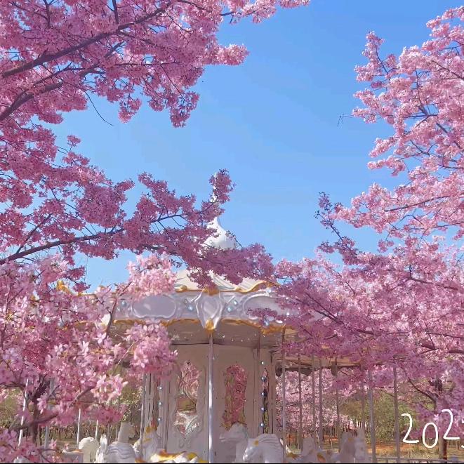 鄱阳饶丰樱花园