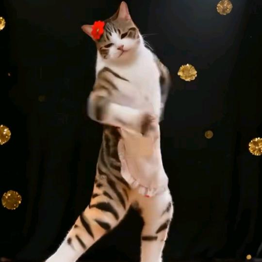 爱跳舞的小花猫