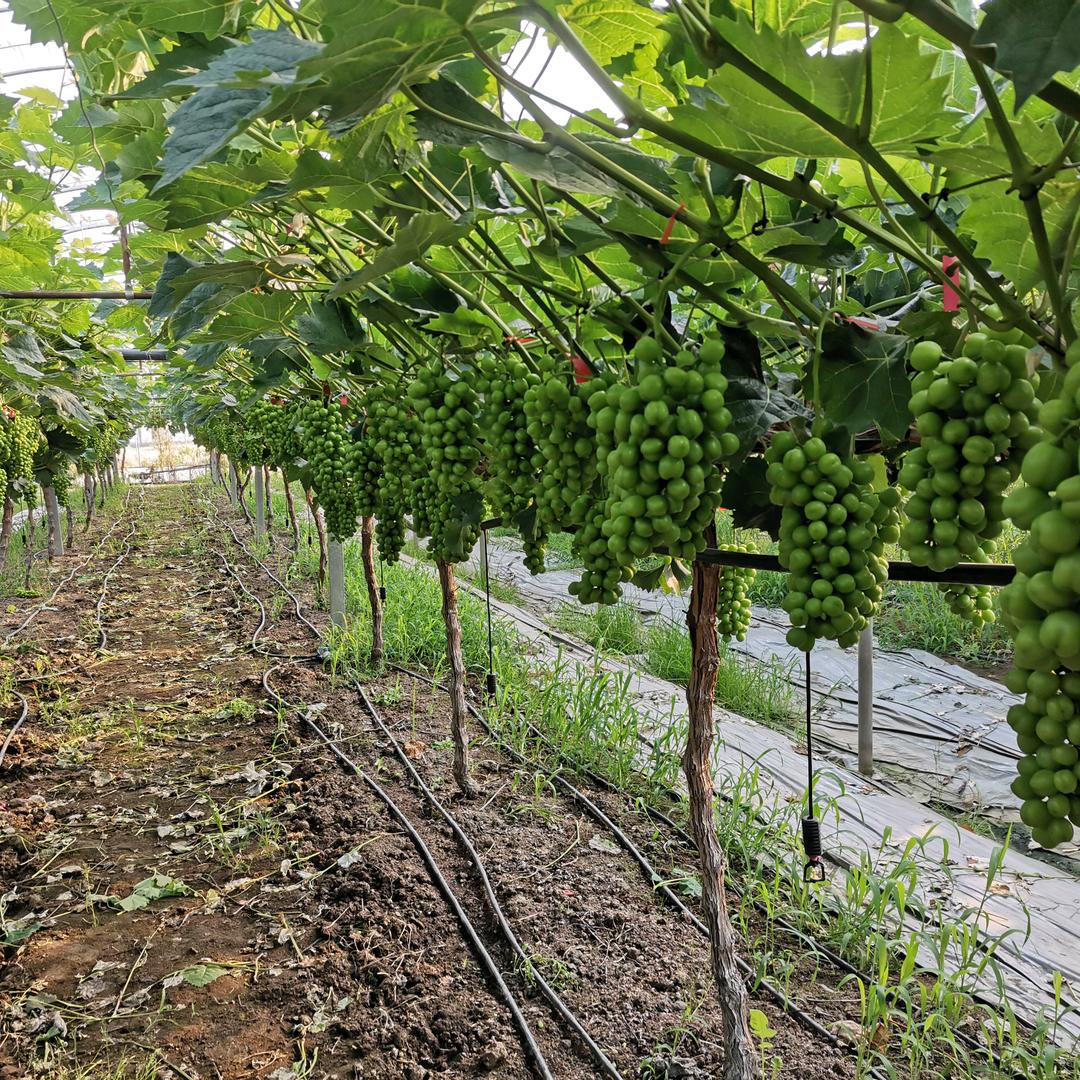 小姚果园🍇