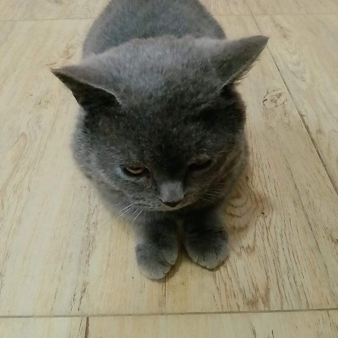 翠花ch