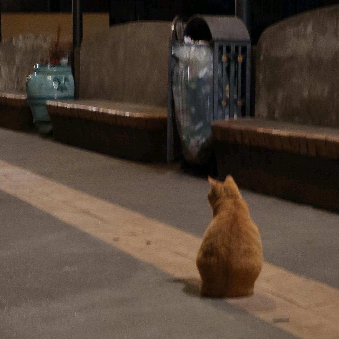 男绿茶