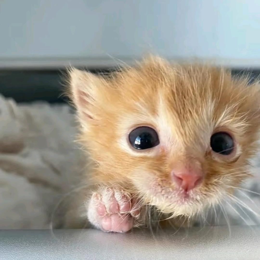 橘猫的穿搭日记