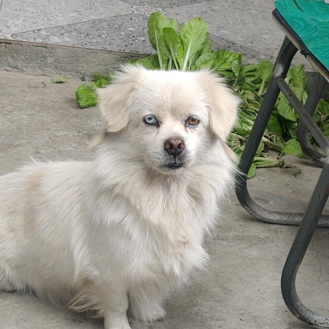 唱狗