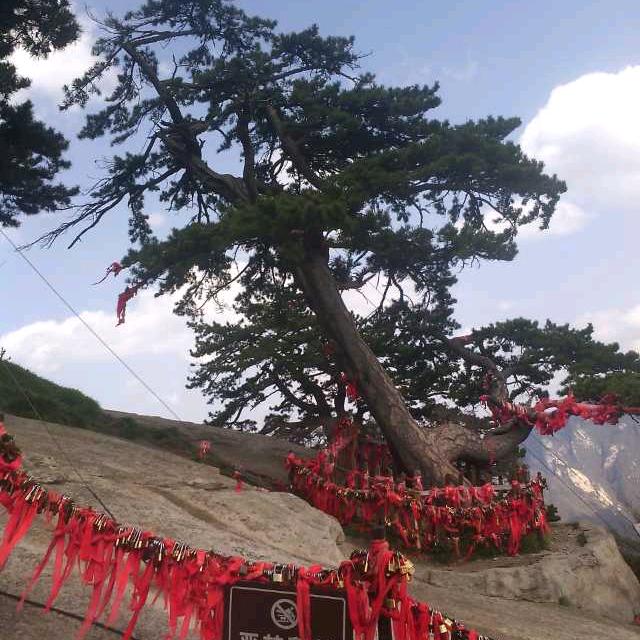 万人呐喊一字木