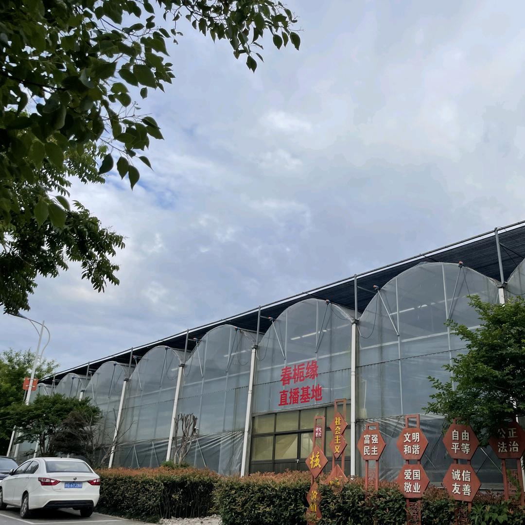 春栀缘盆景