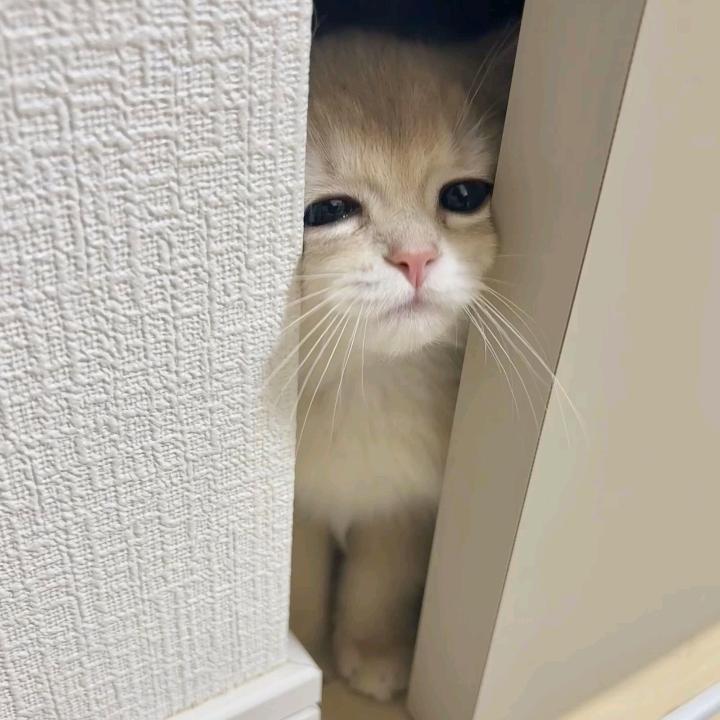 太冷清像天上星