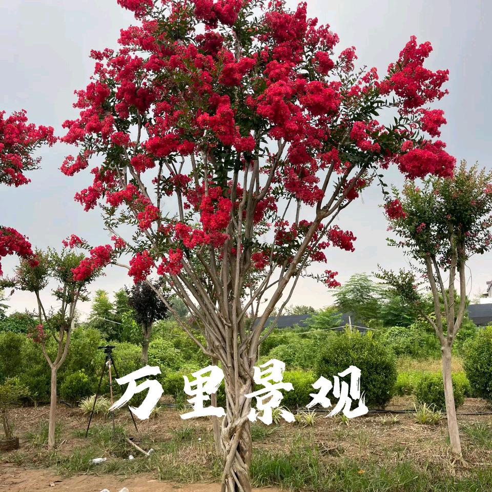 万里（景观花木1号）
