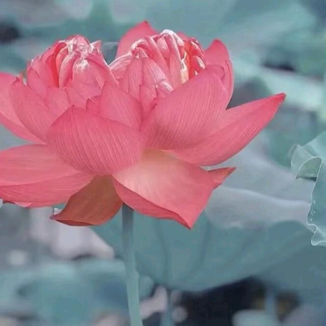 三个孩子的妈妈