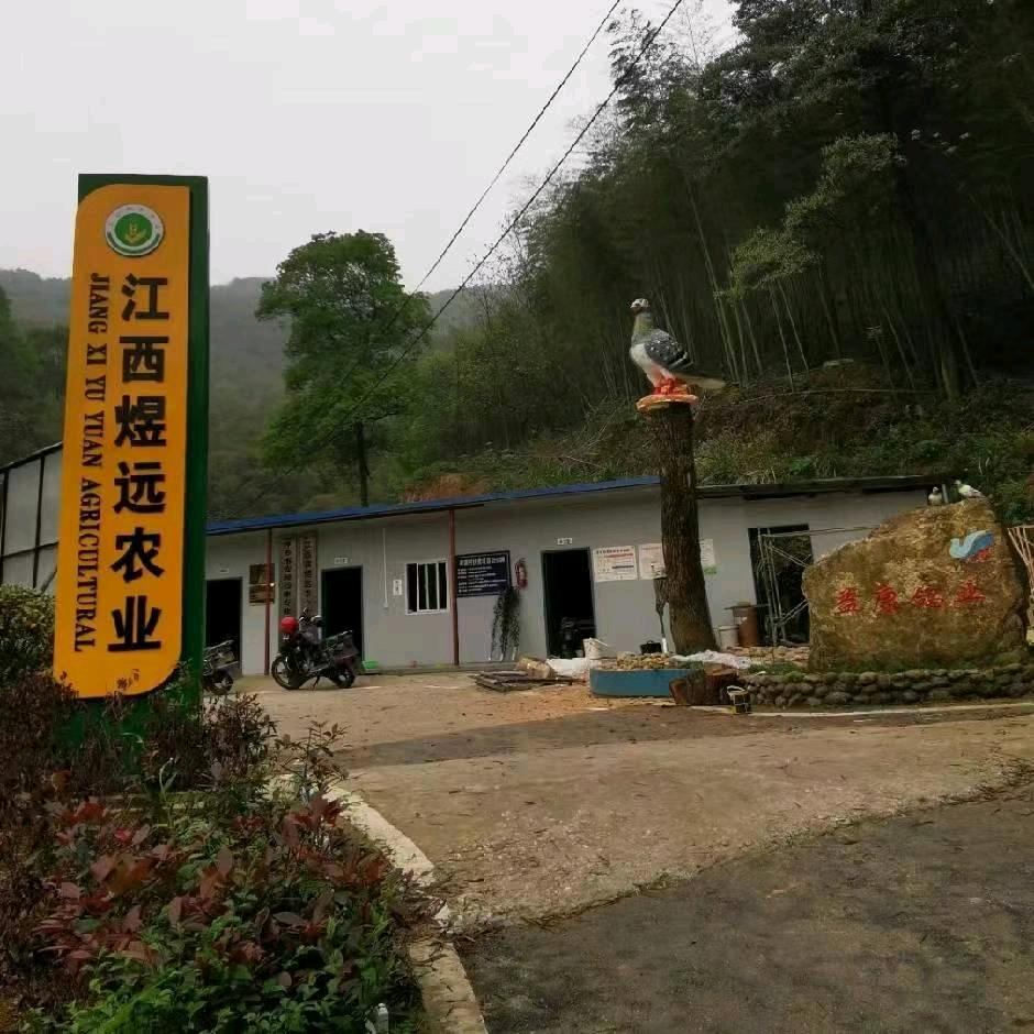 萍乡益康鸽业