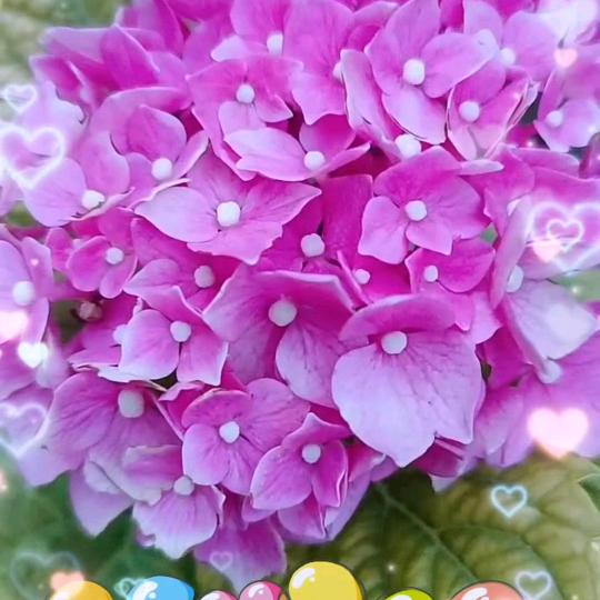 花🌸开富♥贵