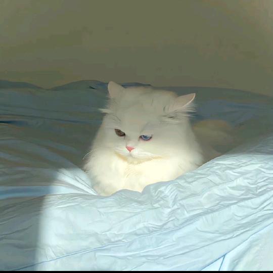 做回娘家女