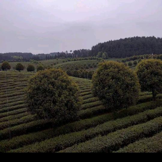 回归