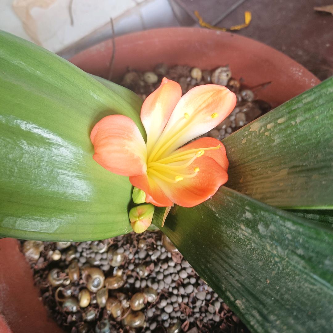 小芳ョ
