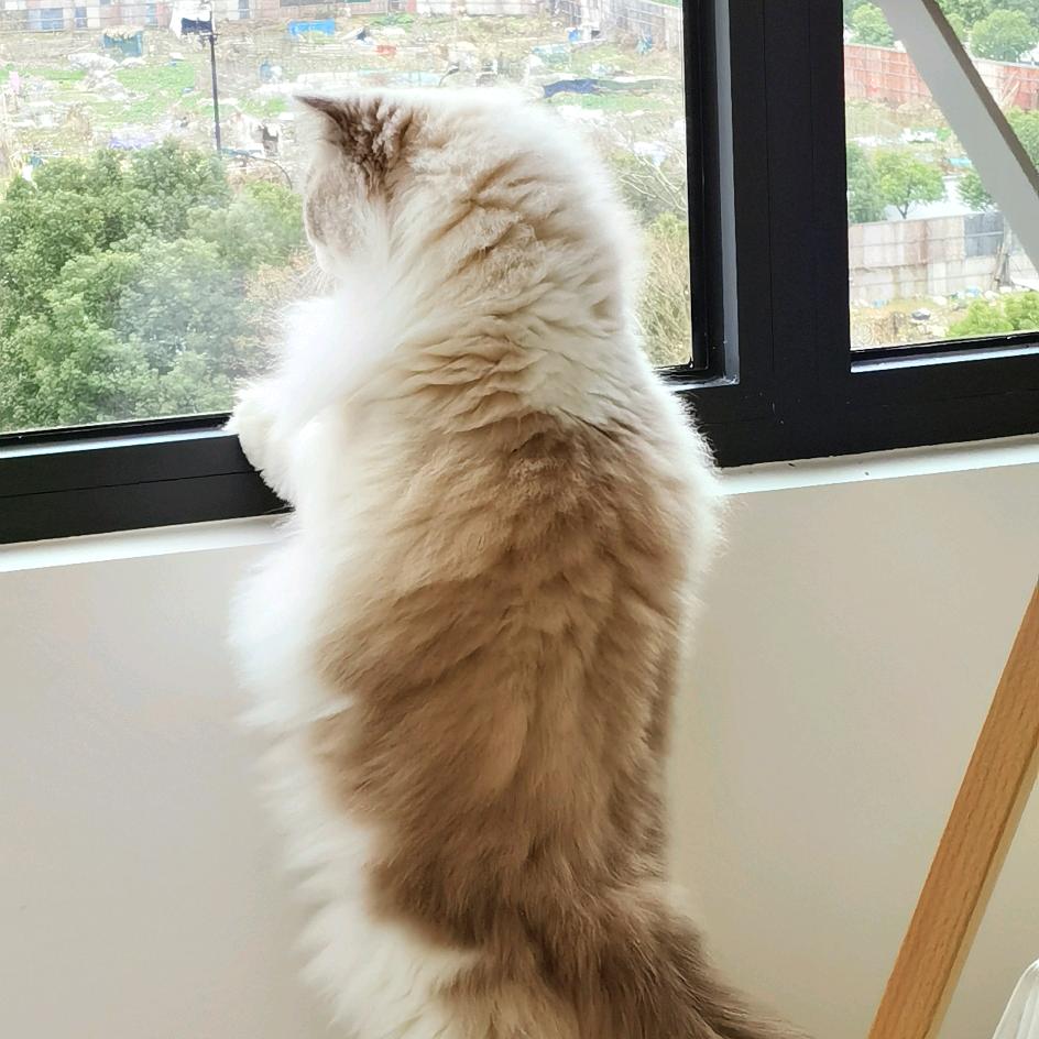 布偶三小只的日常