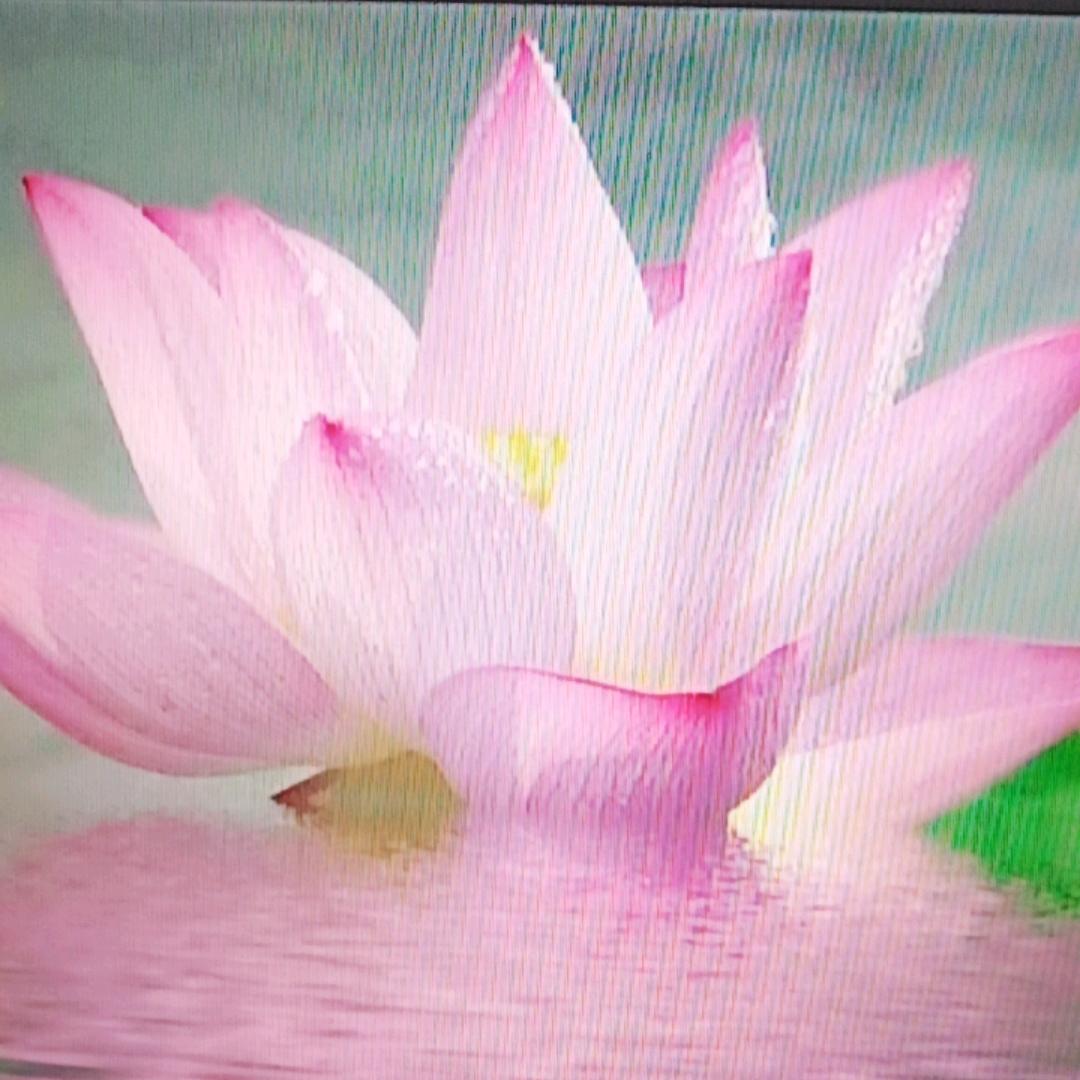 茶语春秋