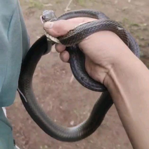 乡野蛇妖