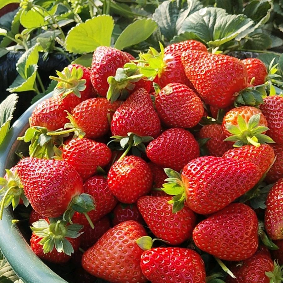 芳过你的🍓华哥