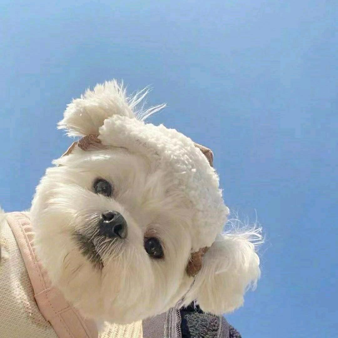 皮蛋solo粥-阿静老师