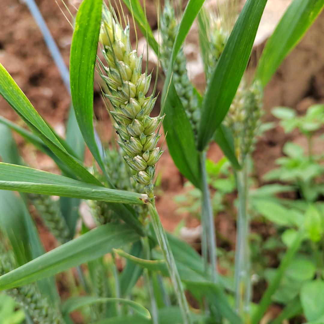 🦋এ᭄心想事ꦿ陈ོ࿐ᩚ