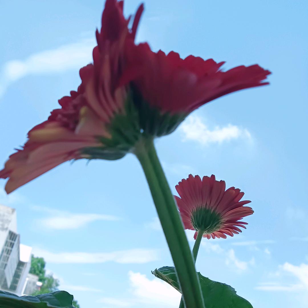 莫念