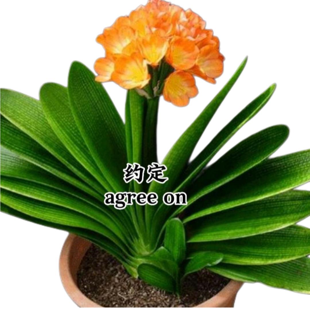 约定