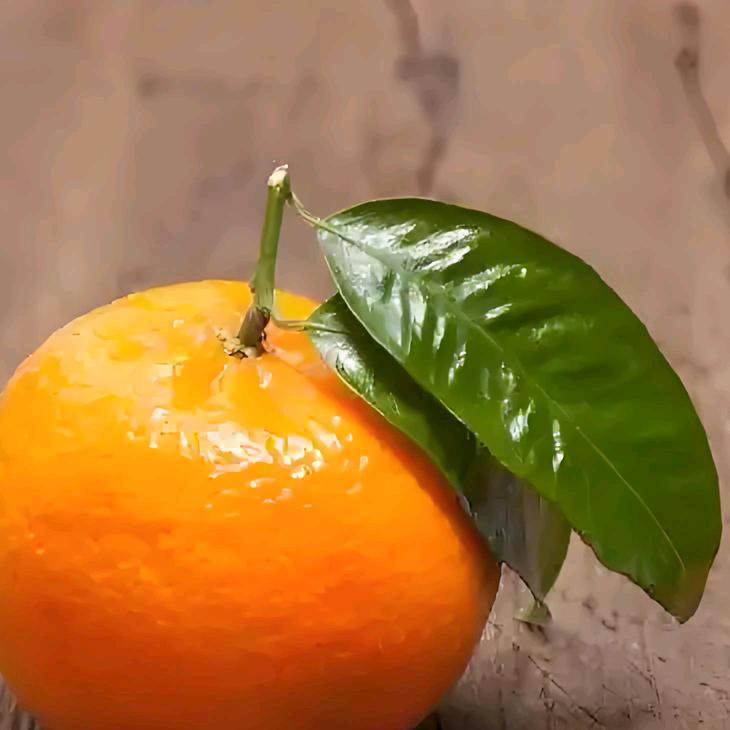 橘子