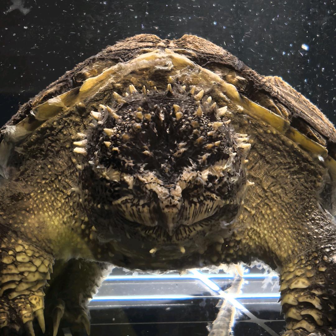 🌈Tiger🐢