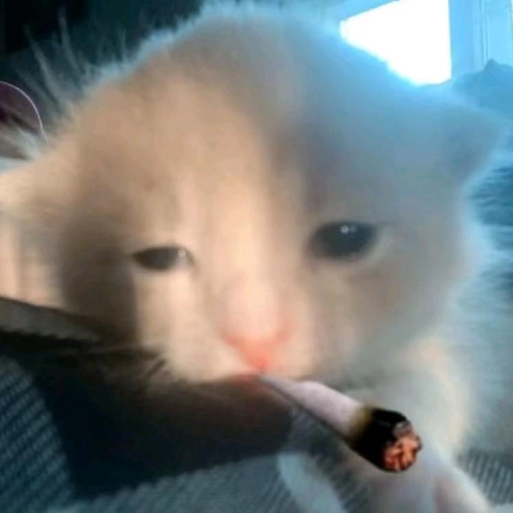粑粑少爷