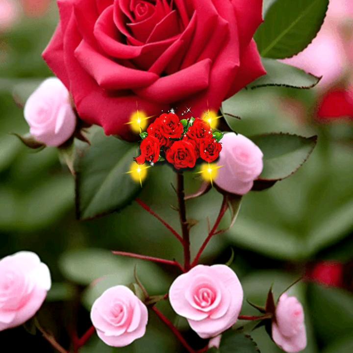 艾嫩🌸