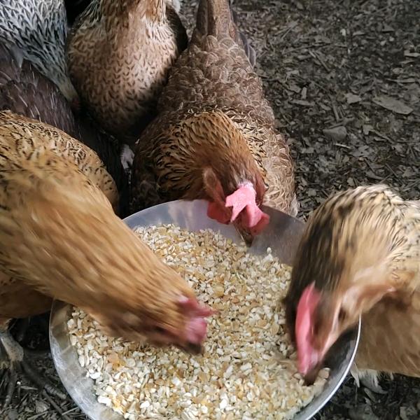 桂林佳用散养土鸡