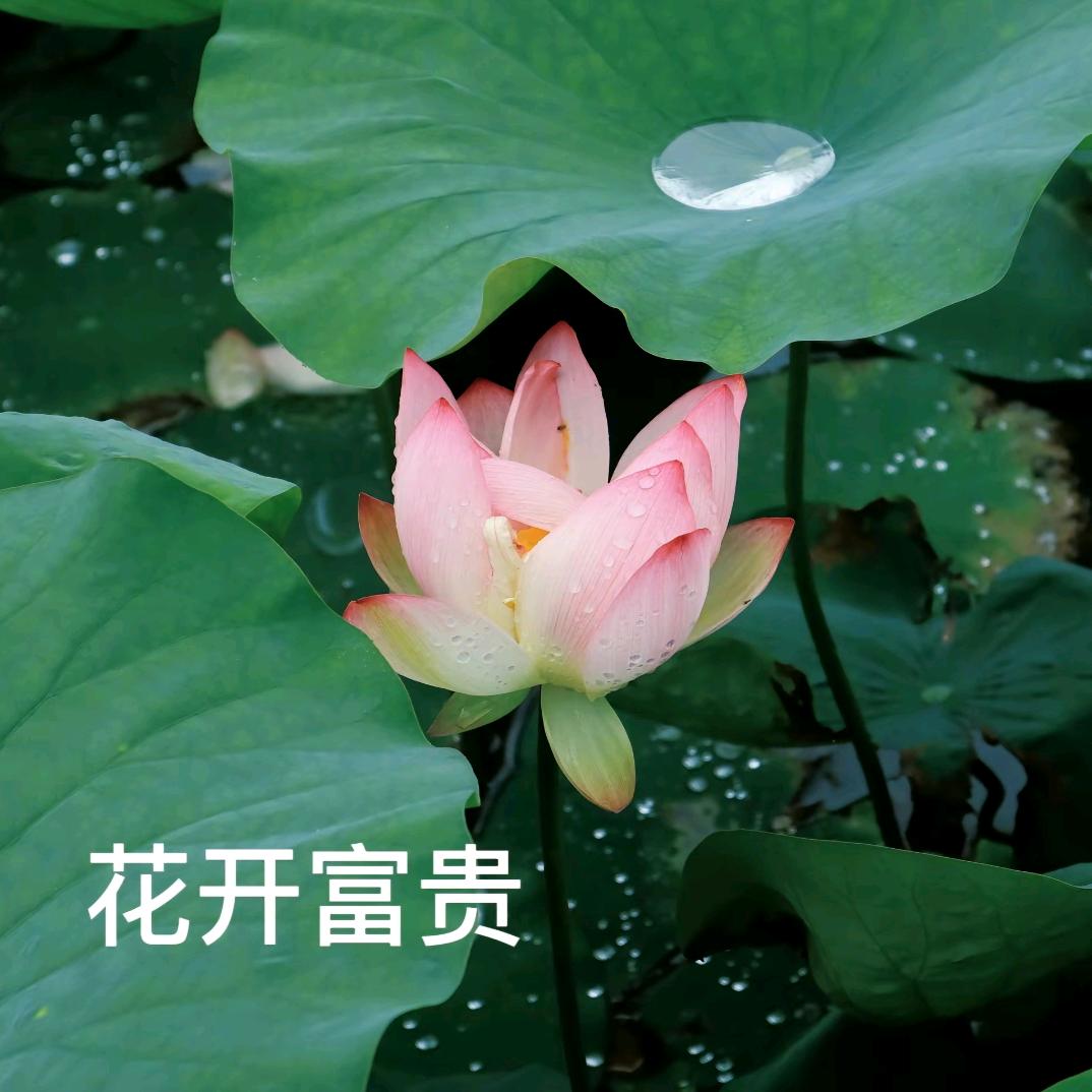 花开富贵！。