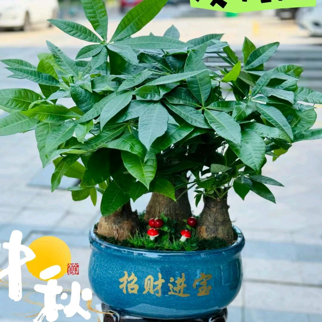杨依璇