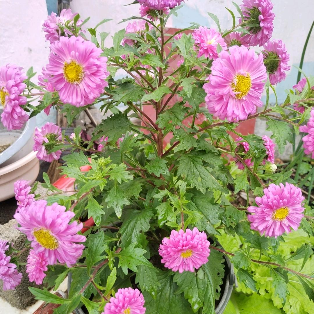 落叶小唱