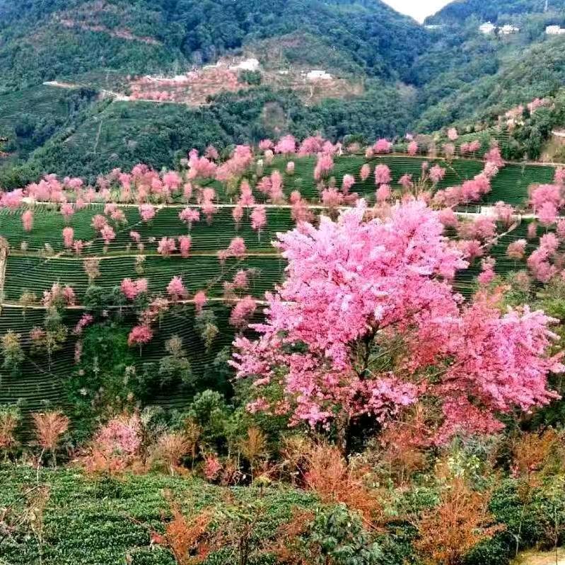 富強