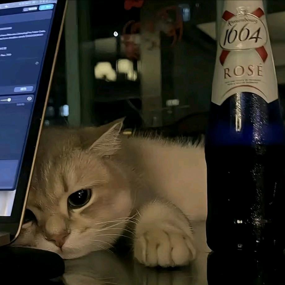 ᰔᩚᝰ黑夜里的猫ꫀꪝ