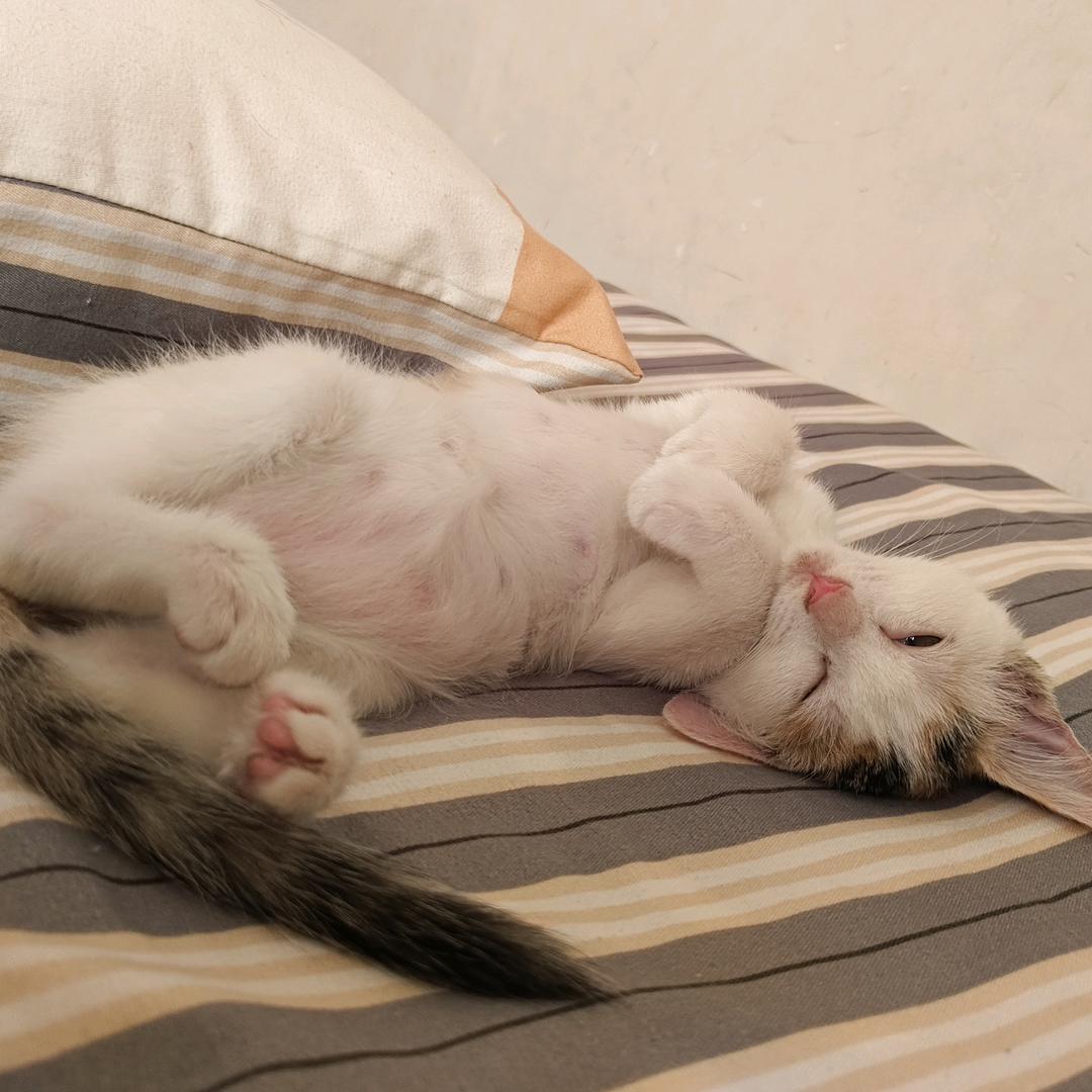 豆角是只叛逆猫