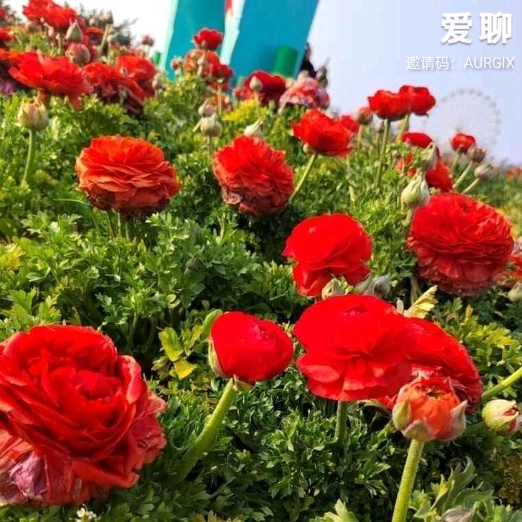 篮天