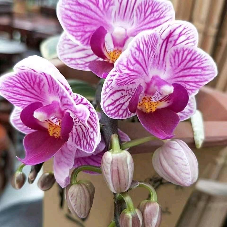 鸿景花卉{张姐}