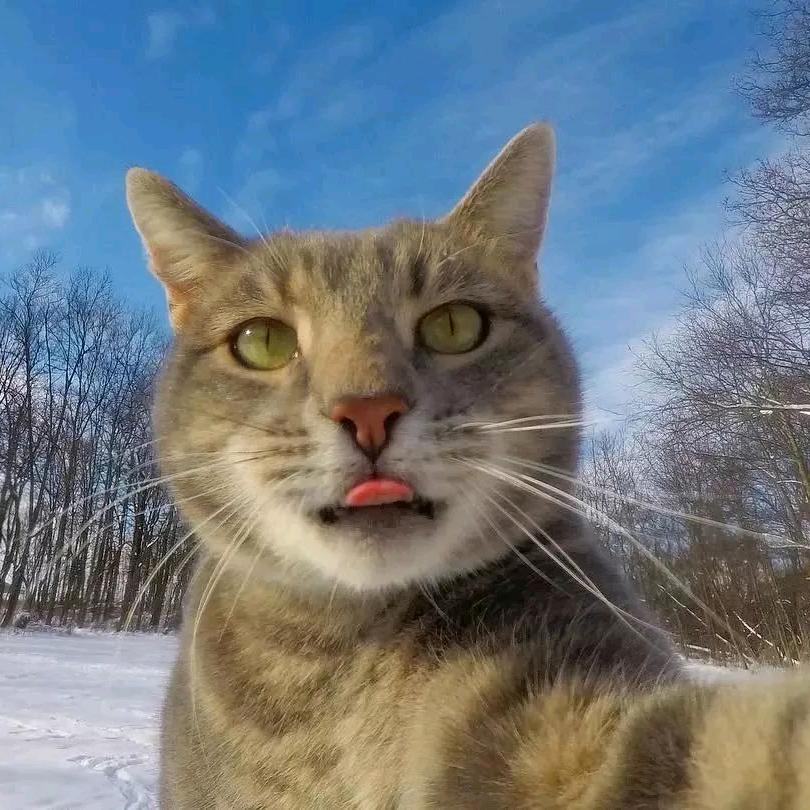 此爱无关风与月