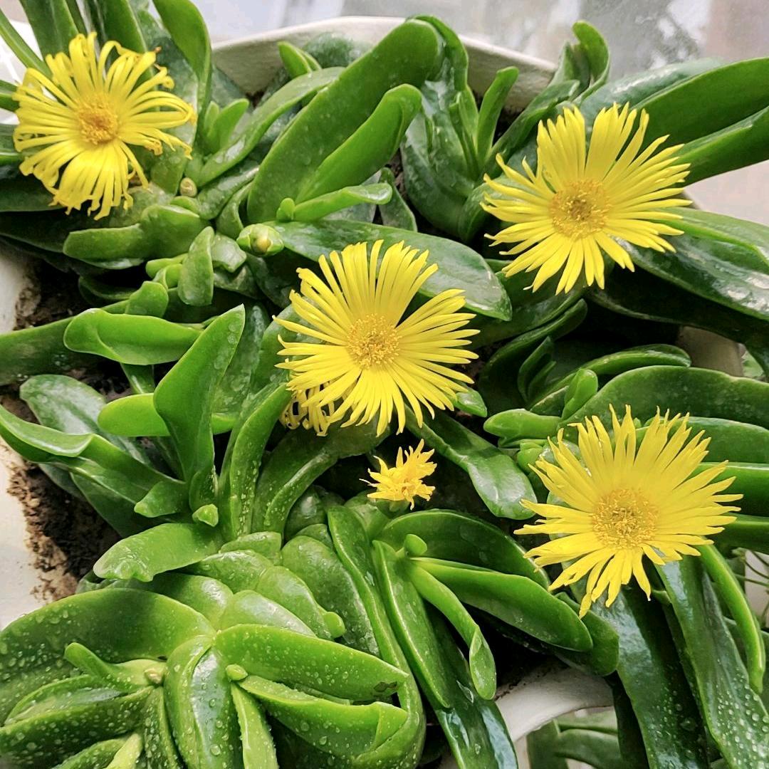 ☘️花草之家🍀