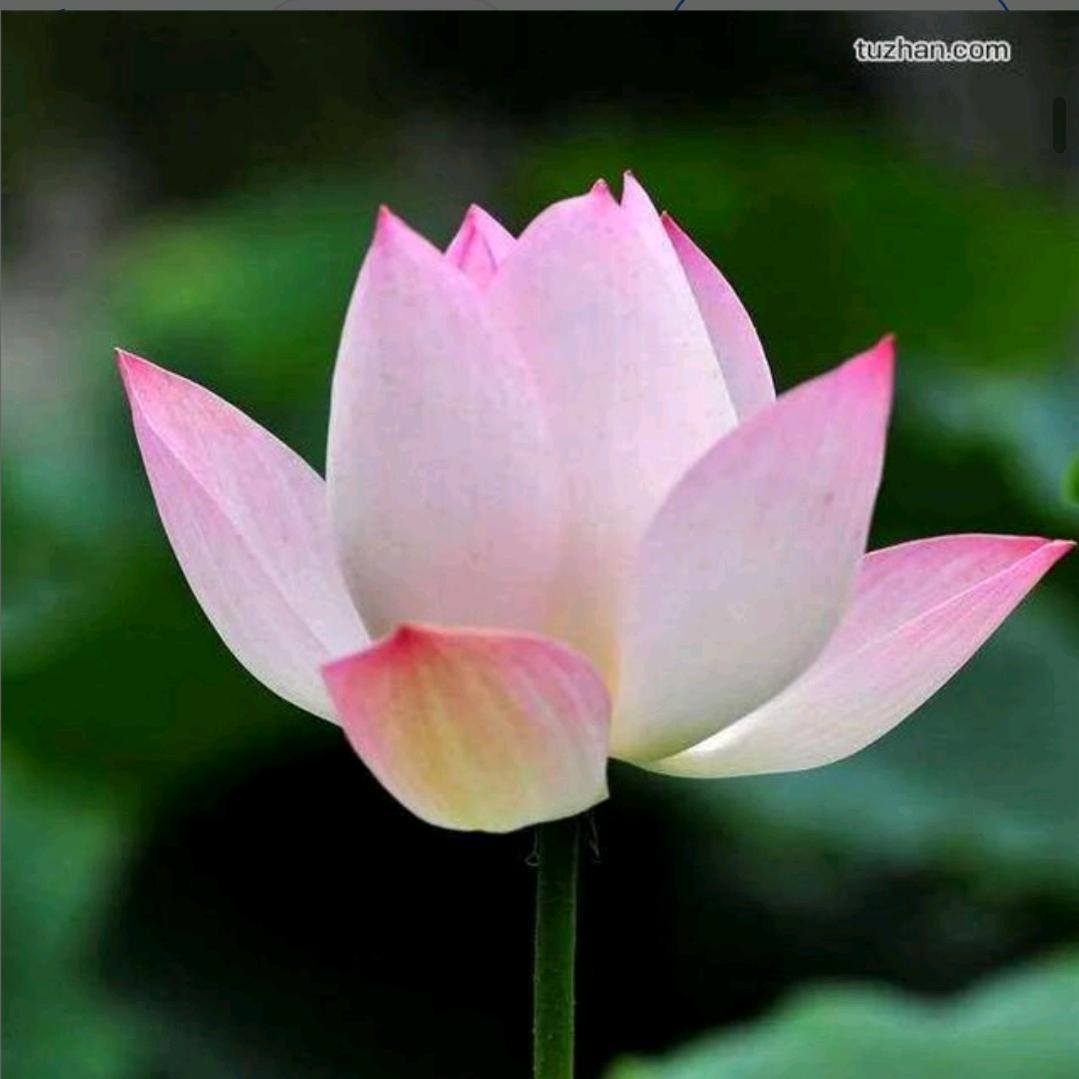 胜一阁（立新）