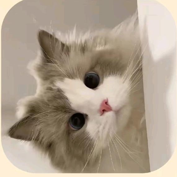 香香软软的猫猫💦