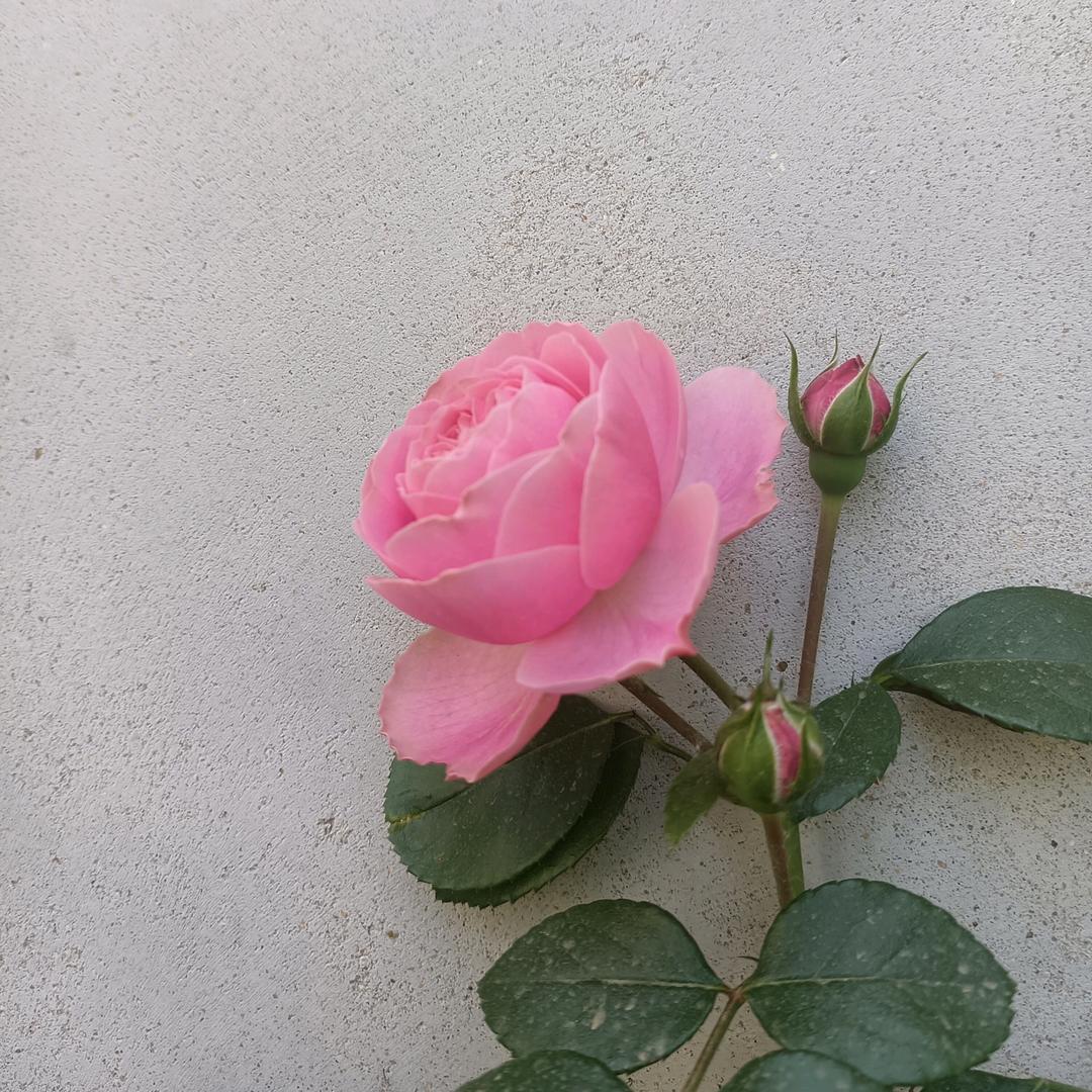 清雅小院