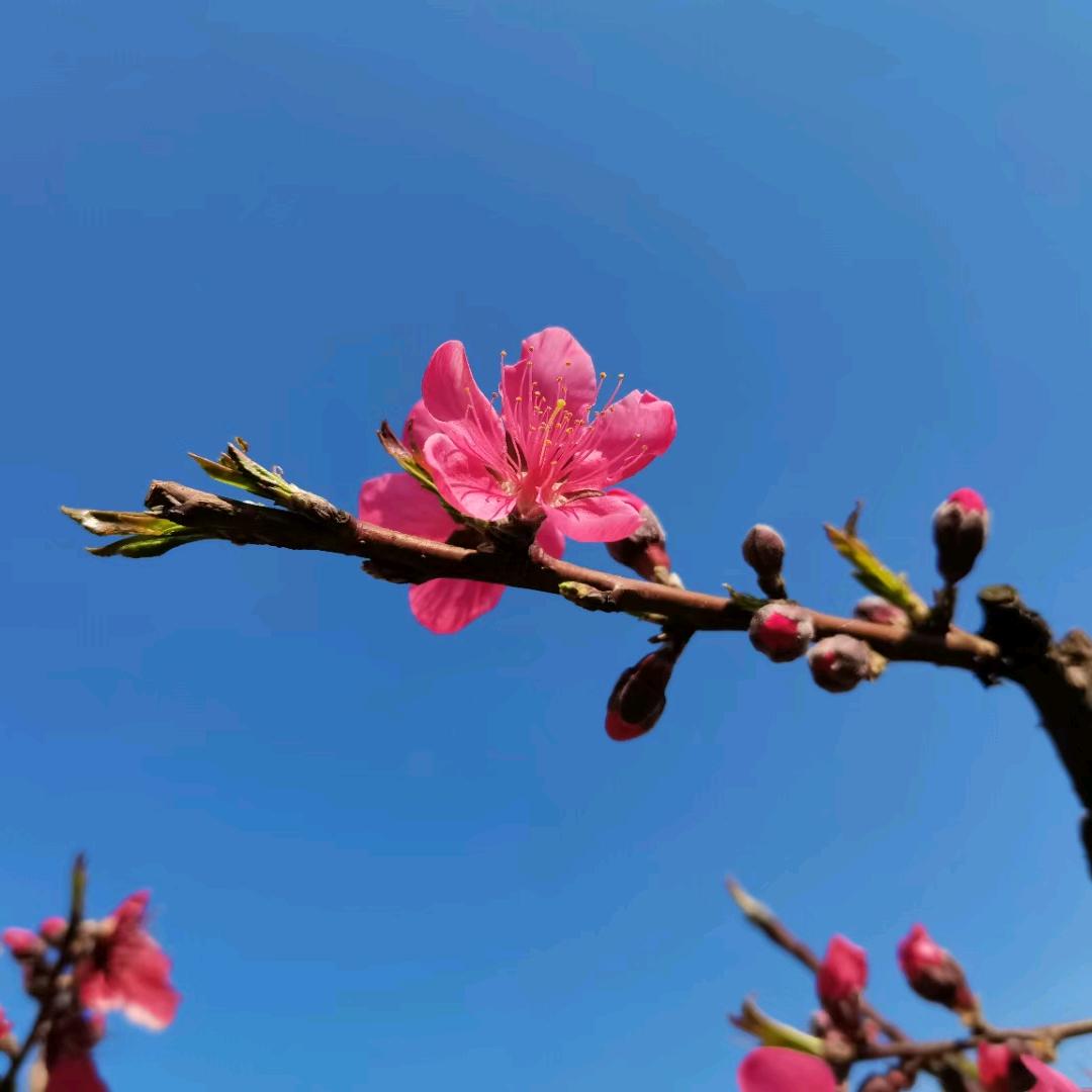 白，