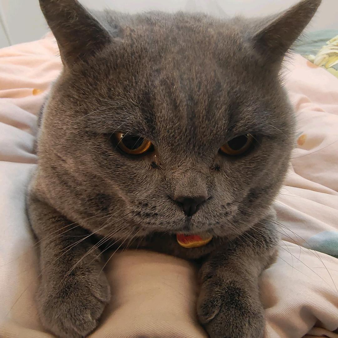 王胖胖