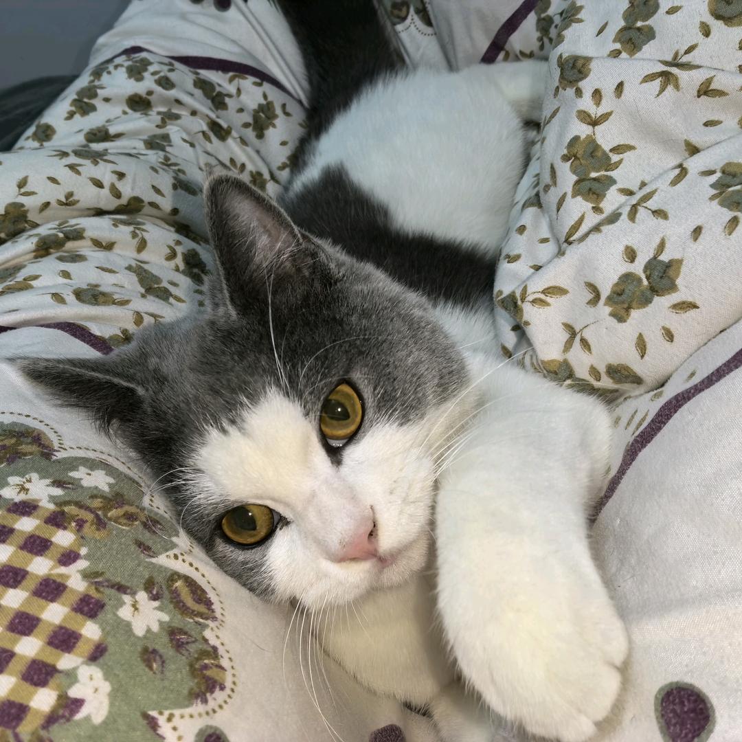 比比（向阳版）